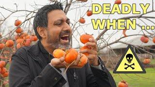 Persimmons Can Be DEADLY, Here's Why ...