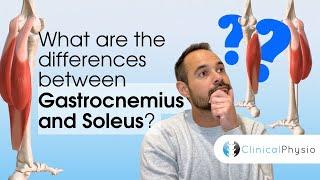 What are the Differences between Gastrocnemius & Soleus? | Expert Physio Guide