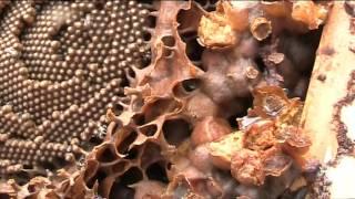 Australian Native Bee hive splitting by young boy