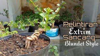 Cara membuat pelintiran ekstrim bonsai sancang agar berhasil