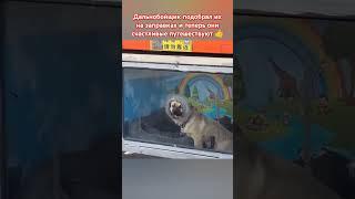 Как же это круто! ️️️ #собака #любовь #топ #шортс #animals #музыка