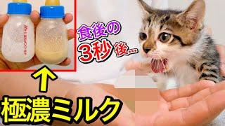 濃度７倍の離乳食ミルクを子猫に飲ませてみた結果。【保護猫】