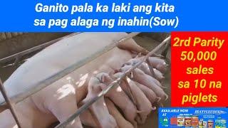 50,000 Thousand sales sa 10 na piglets | Maganda pala taga ang mag-alaga ng Inahin