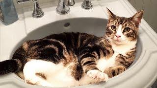 Cute and Funny Cat Videos to Keep You Smiling! 