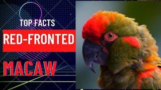 red-fronted macaw facts