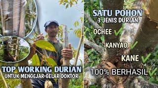 CARA TOP WORKING DURIAN PALING PRAKTIS 100% BERHASIL