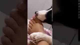 dog licking girl's feet after all day of flats