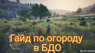 Гайд по огороду в Black Desert Online/2024 год.