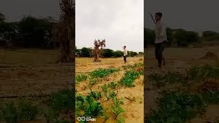 javelin Throw practice shorts video ll  please 77k views llll JAY SHREE RAM ll #trending #viral