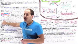 Collagen synthesis