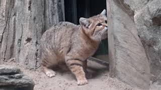 Sandkatze im sanierten Raubtierhaus vom Zoo Berlin