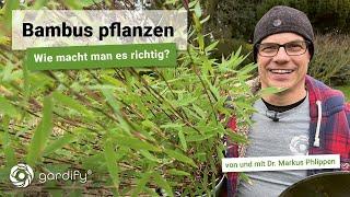 Bambus pflanzen - wie macht man es richtig und braucht man eine Rhiszomsperre?