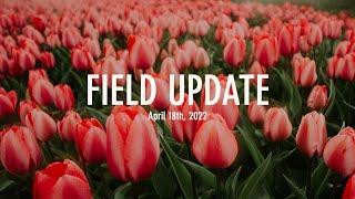 Chilliwack Tulip Festival Field Update | April 18th, 2022