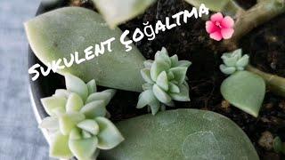 Sukulent Yapraktan Çoğaltma Nasıl Yapılır?  How to propagate succulents