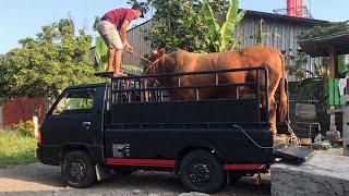 Menjemput teman baru REYMOND GRANDONG n GARENG | Sapi baru siap qurban