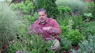 Joe-Pye weed (Eutrochium purpureum) - Plant Identification