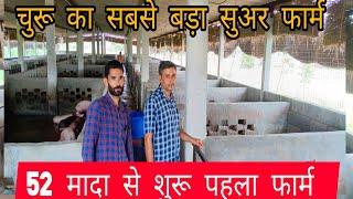 52 मादा से सुअर फार्म कि शुरुआत। चुरू का सबसे बड़ा #new  #pig #farm राजस्थान।Pig farming in hindi ।