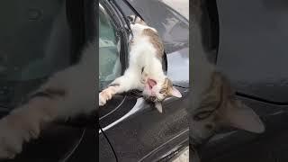 Cute….#funny #foryou #cutecat #shortvideo ##cat #cute #funnyvideo