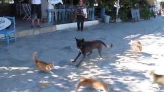 Dog and cat fight