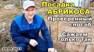 Посадка АБРИКОСА, ПРОВЕРЕННЫЙ способ, у нас сажают только так! | 24 апреля 2023 г.