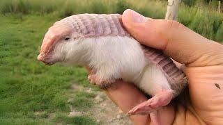 Pink Fairy Armadillo  Tiny Armored Creature! | 1 Minute Animals