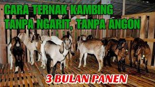 CARA TERNAK KAMBING TANPA NGARIT, TANPA ANGON, DAN TANPA BAU, 3 BULAN PANEN DAN MENGUNTUNGKAN