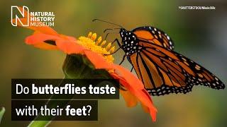 Do butterflies taste with their feet? | Surprising Science
