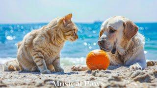 Cure Separation Anxiety Music for Dog & Cat - Calm Your Dog & Cat Down with Music for Dog & cat !