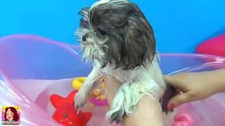 Lola toma banho! [Pet] Tia Cris dá banho na cachorrinha Lola! Novo! #cachorrinho #brincadeiras #pets