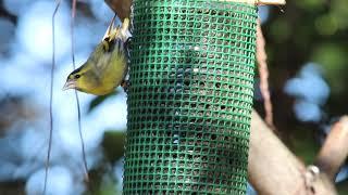 Lúgano. Siskin. Carduelis spinus