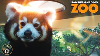 Building a Tree-filled Red Panda Habitat in Franchise Mode! | San Bernardino Zoo | Planet Zoo