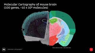 Webinar: Resolving complex biological challenges with subcellular spatial transcriptomics