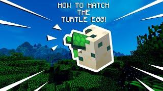 How to get & hatch a Turtle Egg! | Minecraft