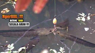 Sangat nyata!!! Mujurnya nasib pemancing temukan sarang ikan #SG-347