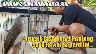 TIPS DAN TRIK PERAWATAN TRUCUKAN ROPEL PANJANG || CARA MERAWAT TRUCUKAN AGAR ROPEL PANJANG