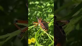 Клоп красень ринокоріс червоний (Rhynocoris iracundus) в Дніпрі  #insects #nature