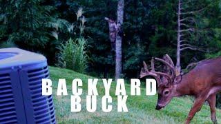 SUBURBAN DEER HUNTING - BACKYARD BUCK