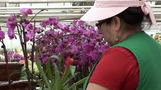 Blooming Business: How Flowers Are Grown in California "Flower Basket of the United States"