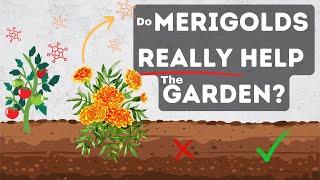 How Marigolds Organically Control Pests The Best Companion Plant