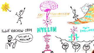 What is Myelin?