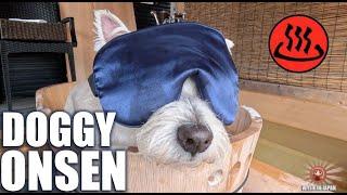 Westie gets Doggy Onsen Spa Day | Dog Treats | 犬温泉