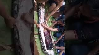 Burmese python swallowing a adult girl