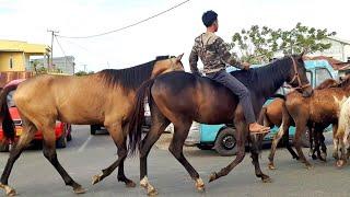 PENAMPAKAN KUDA HARI INI YANG AKAN MASUK KE PASAR KUDA JENEPONTO | BISNIS JUAL BELI KUDA