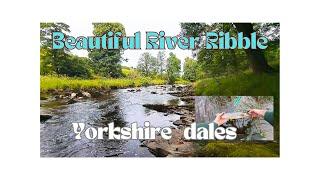 Sublime trout and grayling fishing! River Ribble, at the end of '24 trout season!