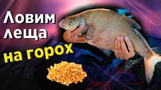 Ловля ЛЕЩА на ГОРОХ. Лещ на фидер. Фидерная рыбалка на Днепре.