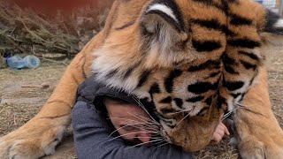 Тигр напал на человека !/tiger attacked a man