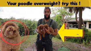The Best Food For Your Toy Poodle Diet