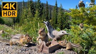 Cat and Dog TV  8-Hour  4K  Chipmunks, Squirrels, Birds in the Mountains
