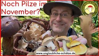 Pilze suchen im November - Voller Korb & mehr Pilze als erwartet! Pilze suchen im November 2024