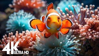 Aquarium 4K VIDEO - Explore The Best Of Sea Life, Beautiful Coral With Sleep Relax Meditation Music